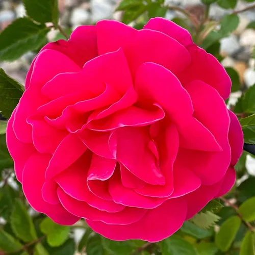 Vista 10 de Rosas trepadoras de reliquia, planta de raíz propia viva para jardín al aire libre, Aloha, muy fragantes, zonas de rusticidad 5 a 10, floración