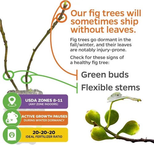Vista 5 de Planta enana de higo Fignomenal viva - Ficus carica - Planta en maceta inicial de Wellspring Gardens para decoración del hogar interior y exterior