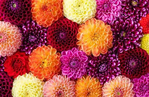 Vista 2 de Seattle Dahlia - Tubérculo grande