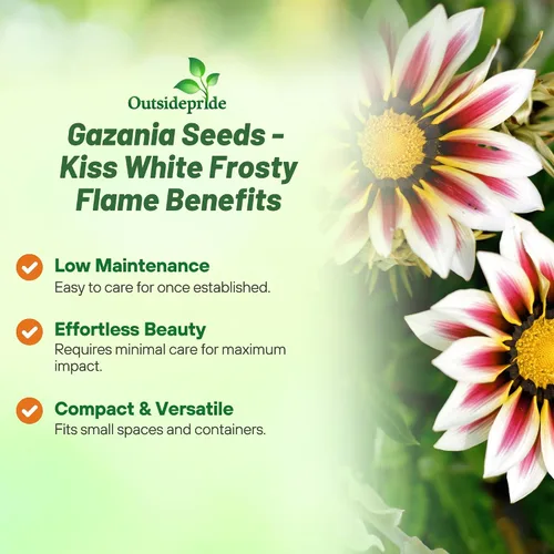 Vista 3 de Outsidepride Kiss White Frosty Flame Gazania Semillas para plantar, 25 piezas de semillas perennes, de bajo mantenimiento, tolerantes a la sequía