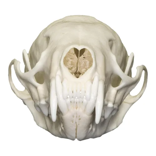Vista 3 de Calavera de Marten Americana Real Una Calidad