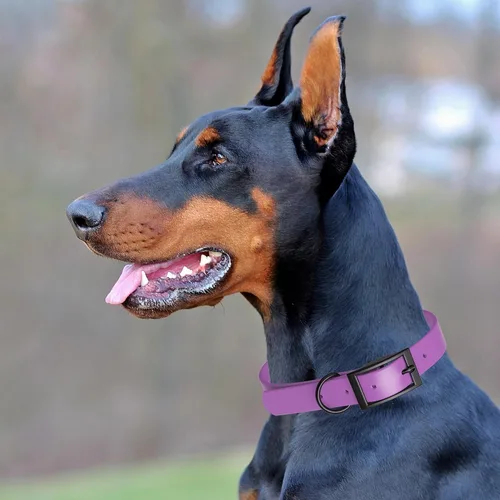 Vista 436 de Dogline Biothane - Collar impermeable para perro con hebilla de liberación rápida, resistente cincha de nailon recubierta con resistente y a prueba