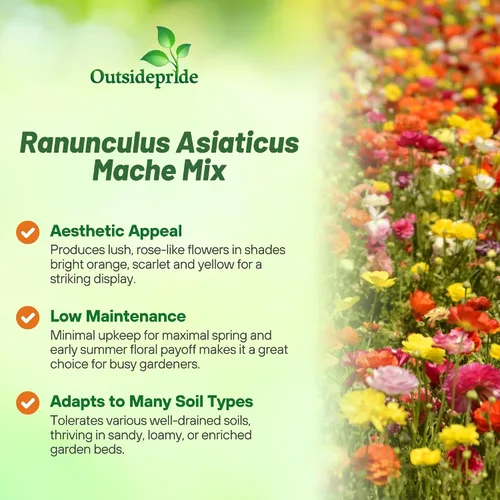Vista 3 de Outsidepride 20 semillas anuales de ranúnculo persa ranúnculo macé flor semilla mezcla para plantar