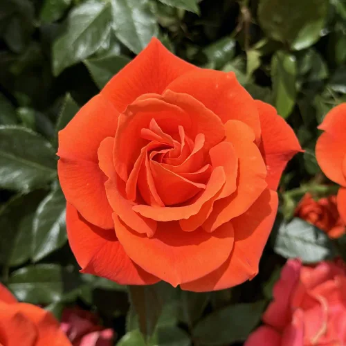 Vista 4 de Rose Bush - Planta viva, fragante té híbrido, planta de rosas bien enraizadas, 5-10 pulgadas de alto para plantar en interiores y exteriores