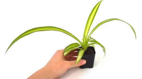 Vista 6 de 9GreenBox - Planta araña oceánica - Fácil de cultivar - Limpia el aire - Nuevo - Paquete de 2