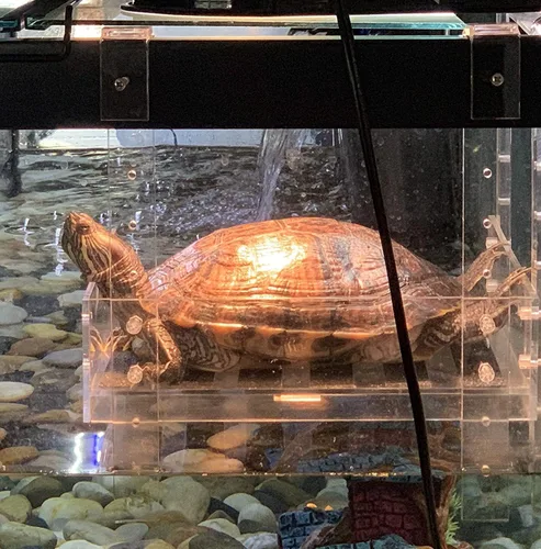 Vista 2 de LaBrinx Designs Rampa de tortuga colgante extra grande y ancha - Plataforma para tomar el sol de reptiles acuáticos