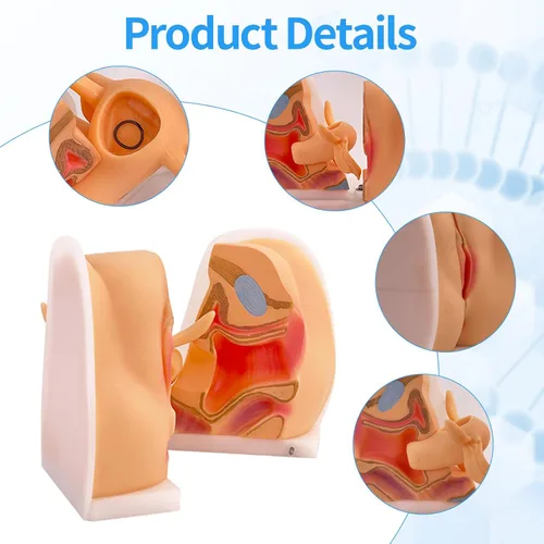 Vista 5 de Modelo de maniquí ginecológico femenino, modelo de entrenamiento Iud Modelo de anatomía genitales femeninos Modelo humano con estructura de anatomía
