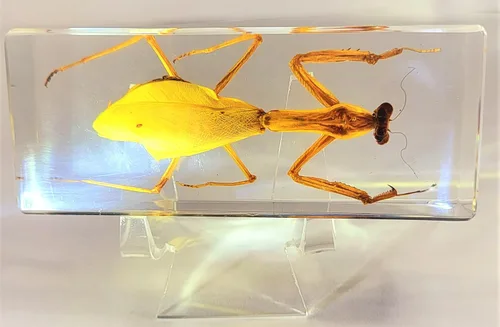 Vista 32 de 44mm Hormiga gigante tropical real en resina de lucita transparente cristalina, espécimen preservado Pseudoneoponera Rufipes, taxidermia