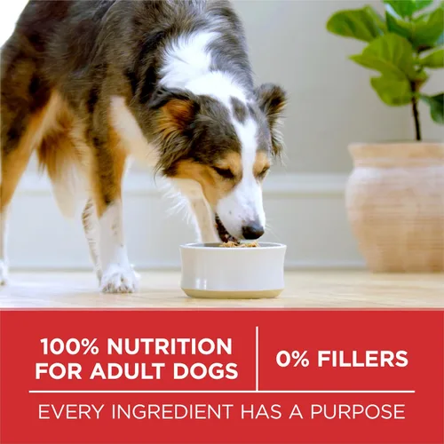 Vista 9 de Purina ONE SmartBlend - Alimento seco natural para perros adultos