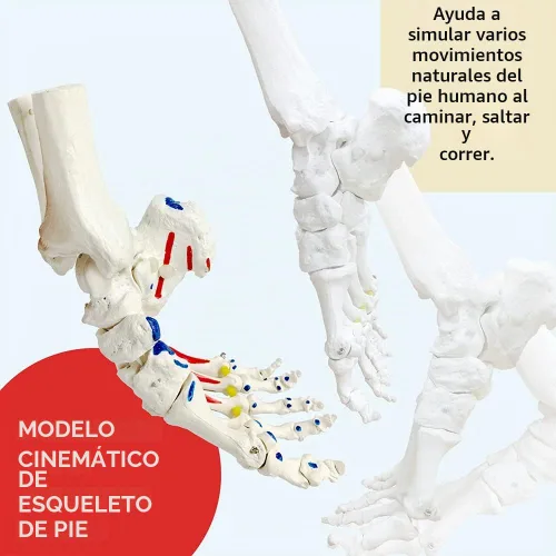 Vista 6 de Modelo de esqueleto de pie en elástico, con muñón de tibia-peroné elástico