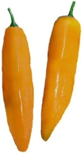 Vista 3 de Semillas de pimienta Aji Amarillo Heirloom - 10 semillas - Sin OMG - Variedad popular peruana