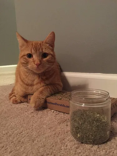 Vista 9 de Hierba gatera, mezcla premium segura para gatos, infundida con la máxima potencia por la que tu gatito seguramente se volverá loco (1 taza)