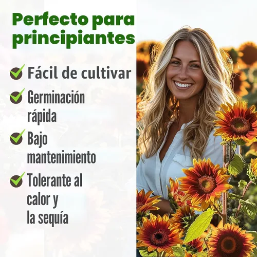 Vista 8 de HOME GROWN Autumn Beauty Semillas de girasol, 40 semillas, Helianthus