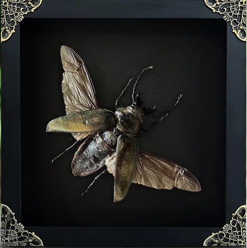 Vista 38 de 2 Real Dragonfly Specimens Shadow Box Framed Insect Display Oddities Curiosities Entomology Collection Natural History Wall Decor Gift for Nature