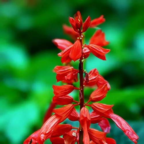 Vista 2 de 50 semillas de flores de salvia escarlata para plantar, semillas de Salvia raras perennes, semillas de agastache de arenisca Arizona sin OMG