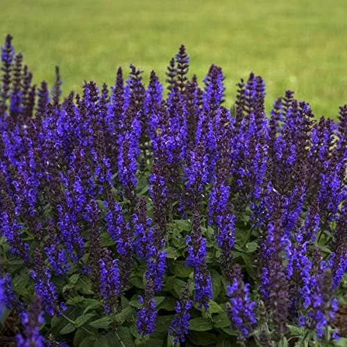 Vista 3 de Votaniki Salvia nemorosa 'Bumbleblue' (salvia) - Raíz de tamaño #1 para plantar, salvia perenne con follaje fragante y flores azules fragantes