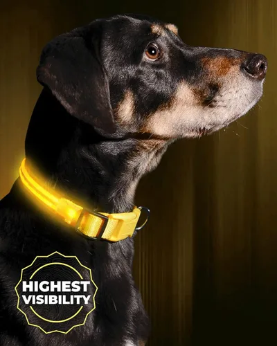 Vista 12 de Collar para perros LED Illumiseen, recargable por USB, Anaranjado encendido
