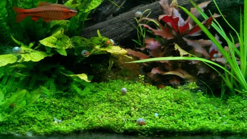 Vista 9 de ¡Más de 9 caracoles Ramshorn vivos para acuario o estanque, limpieza de algas! ¡Envío diario!