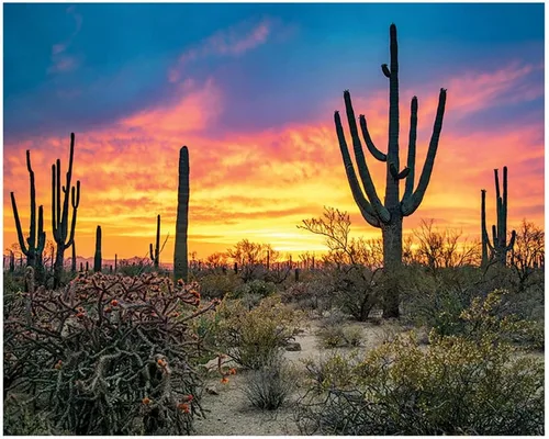 Vista 4 de Pigment & Hue, Inc. - Rompecabezas de 1000 piezas de Saguaro Sunset, Parque Nacional Saguaro, Arizona, multicolor