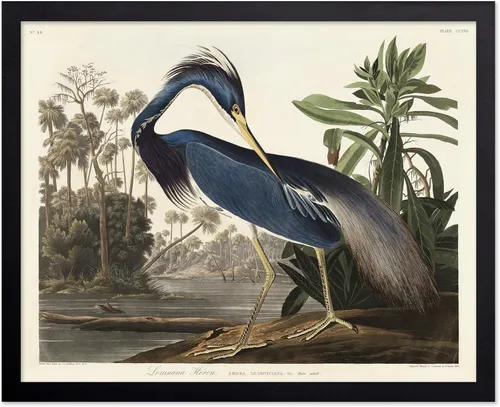 Vista 112 de Poster Master Póster vintage de James Audubon – Impresión retro de amargo americano – Arte de aves de América – Regalo para hombres, mujeres
