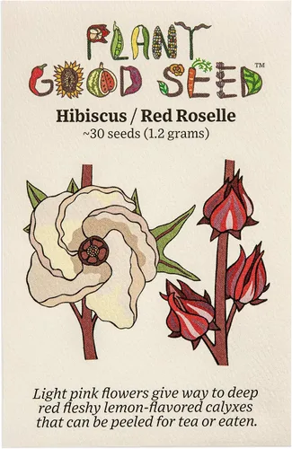 Vista 5 de Plant Good Seed Semillas de flor de una hora (hibisco) - Paquete de 50 semillas tradicionales para plantar flores, suministros de jardinería, flores