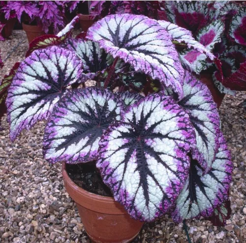 Vista 2 de Juego de 2 plantas vivas de begonia, plantas raras de begonia para remolque, cesta colgante ornamental de 5 a 9 pulgadas de alto, fuego