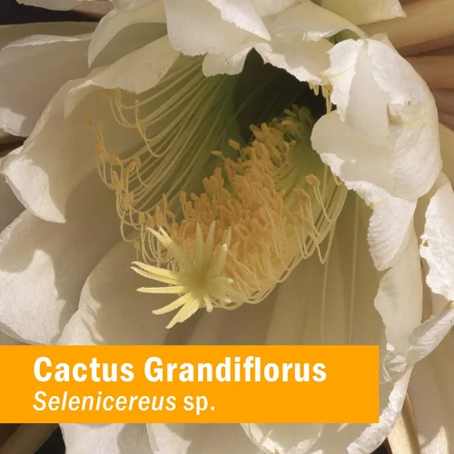 Vista 2 de Herb Pharm Extracto de hierbas líquido Cactus Grandiflorus: para el sistema cardiovascular y soporte de función circulatoria, sin OMG, sin gluten