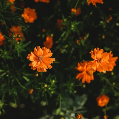 Vista 4 de Cosmos de azufre de naranja enana – 250 semillas – Hermosas flores de color naranja brillante, ideal para arreglos, atrae polinizadores semillas