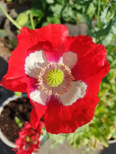 Vista 8 de Generic World Poppy Seed Blend Papaver Somniferum Mix 25+ cepas orgánicas sin OMG 100,000 semillas