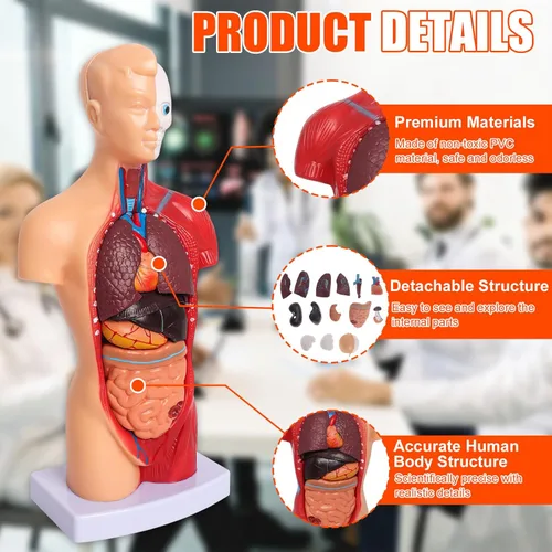 Vista 3 de Wadoy Conjunto de modelos de anatomía humana, cerebro, cuerpo del torso humano, corazón, modelo de esqueleto, modelos de anatomía para estudiantes