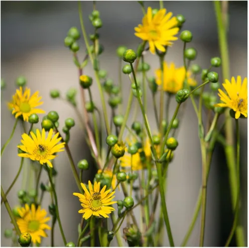 Vista 3 de Everwilde Farms - Semillas de flores silvestres nativas de Prairie Dock de 1 onza - Gold Vault