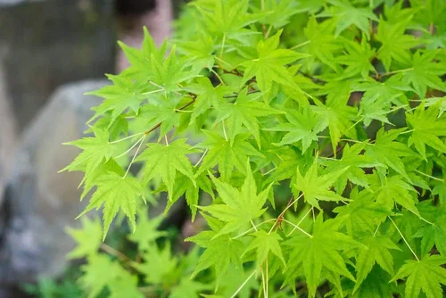 Vista 3 de Semillas de árbol de arce Amur para plantar - 30 semillas - Acer tataricum ginnala