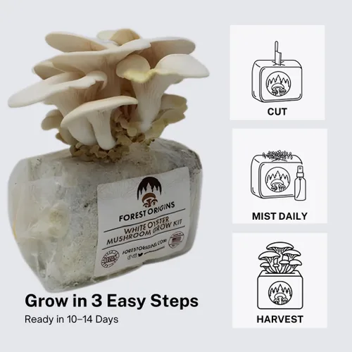 Vista 4 de Forest Origins Kit de cultivo de hongos ostra blanca, cosecha hongos gourmet en 10 días, apto para principiantes, hecho a mano en California, EE.