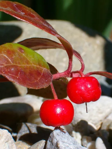 Vista 4 de 20 Semillas de flores de hoja perenne de Gaultheria Procumbens