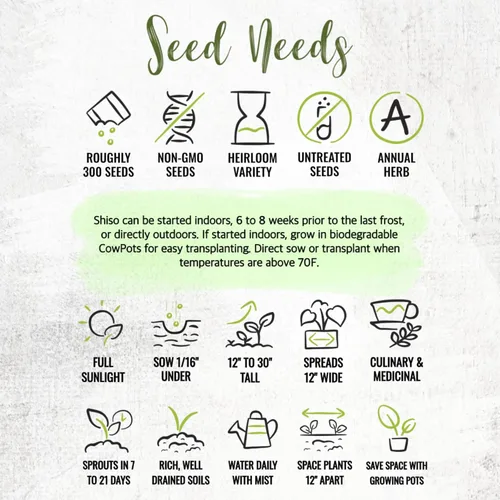 Vista 8 de Seed Needs Green Shiso Seeds to Plant Heirloom Perilla No GMO 5 paquetes