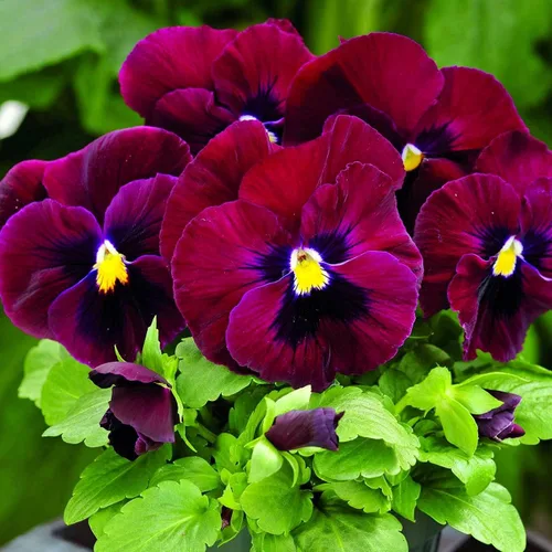 Vista 7 de Semillas de Viola Arkwright Ruby Viola Cornuta Pansies Red 40+ Semillas para plantar Planta de Floración Larga