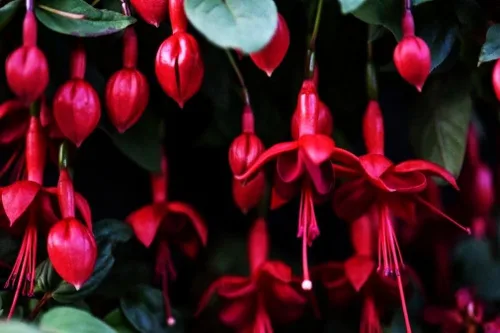 Vista 4 de Semillas mixtas de flores fucsias perennes caseras bonsái 100 piezas semillas
