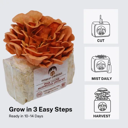 Vista 4 de Kit de cultivo de hongos ostra rosa de Forest Origins, fácil para principiantes y de uso sencillo, crece en 10 días Hecho a mano en California