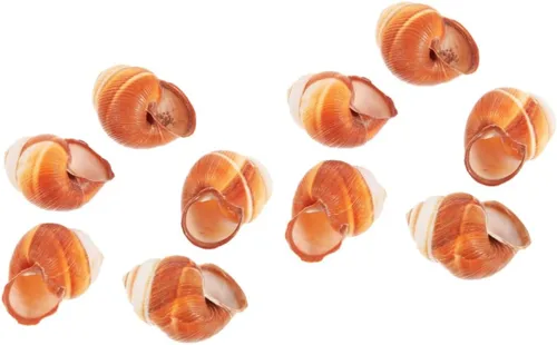 Vista 10 de PRETYZOOM Conchas de caracol francés, caracol extra grande, conchas de caracol Escargot, conchas de caracol decorativas, conchas gigantes, conchas