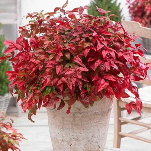 Vista 5 de Blooming & Beautiful - Blush Pink Nandina - 3 gal - Southern Living - Arbusto de hoja perenne enana - Follaje de color rosa - Compacto de bajo