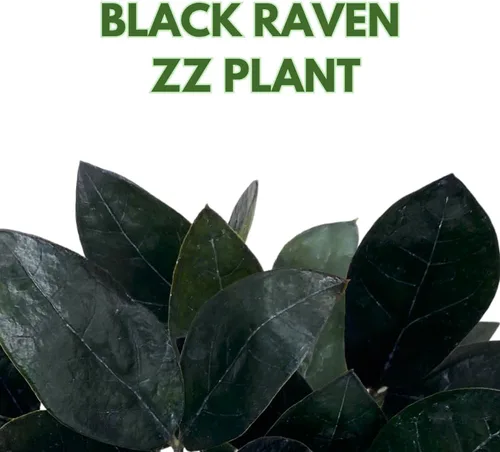 Vista 2 de BubbleBlooms ZZ negro, 4 pulgadas Raven Zamioculcas Zamiifolia Dowon Jet-Black