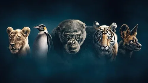 Vista 6 de Dynasties (4K + Blu-ray)