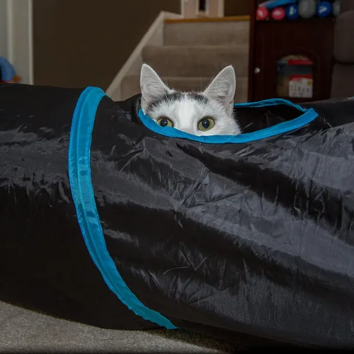Vista 5 de PetLike Túnel para gatos de interior plegable para mascotas, tubo emergente para mascotas, escondite, juguetes de juego para gatos con pelota