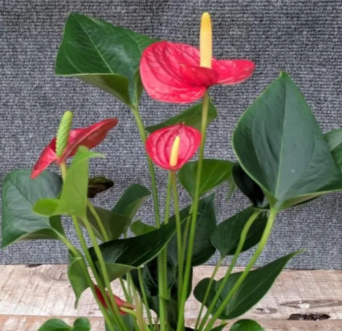 Vista 7 de Summer Special - Planta de anturio rojo hawaiano de 6 a 10 pulgadas en una maceta de 2 pulgadas