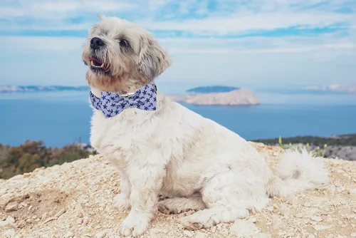 Vista 5 de Collar para perro con corbatín de Lionet Paws, Collar de corbatín de verano para perro, Collar para perro ajustable y cómodo, regalo para cachorro