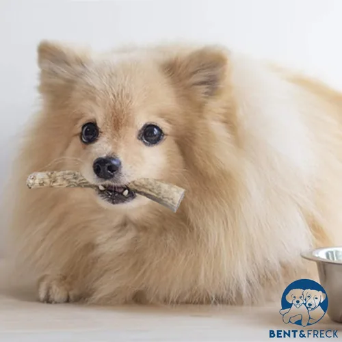 Vista 6 de Cuerno masticable para perros de Pet Expertise, XL de 8 a 10 pulgadas de largo, 1 pieza