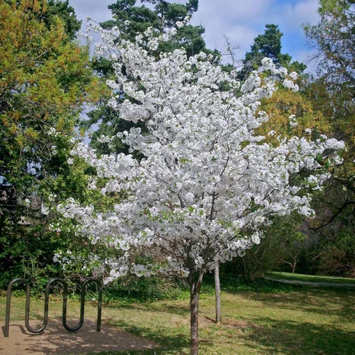 Vista 6 de Cerezo Blanco Japonés Semillas Premium Prunus serrulata 'Spontanea' Primavera Plants'® (Premium Seeds, 5)