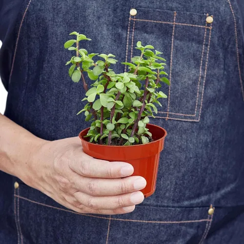 Vista 2 de Succulent Elephant Bush - Planta viva Plantas de interior en maceta de 4 Suculento Elefante Arbusto
