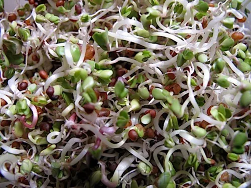 Vista 3 de Semillas de mezcla de proteínas de Peyton's para brotar microgreens de 6 onzas, marca "COOL BEANS n SPROUTS", un superalimento lleno