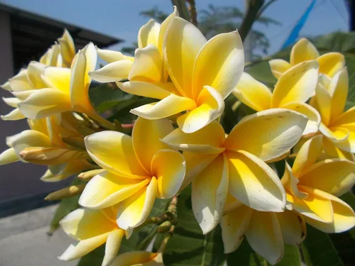 Vista 3 de Corte de plumeria hawaiana amarilla de 10 pulgadas